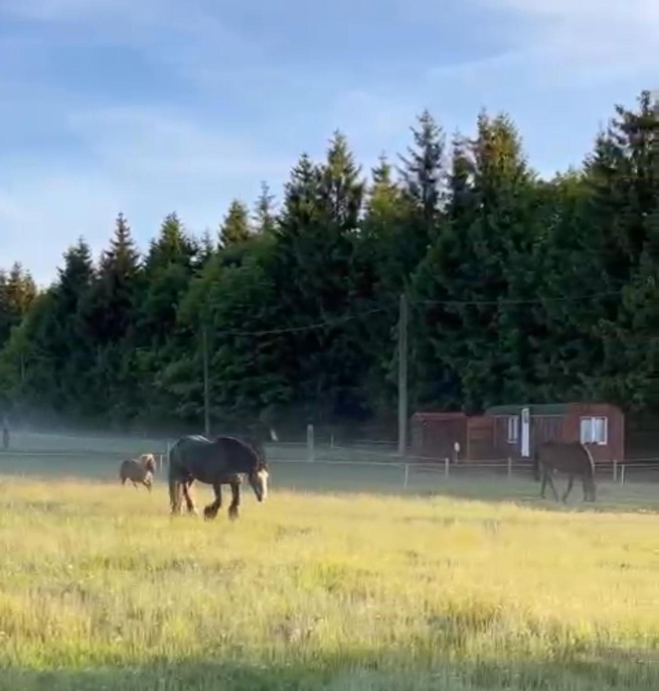 Horska Maringotka Na Farme * Kliny